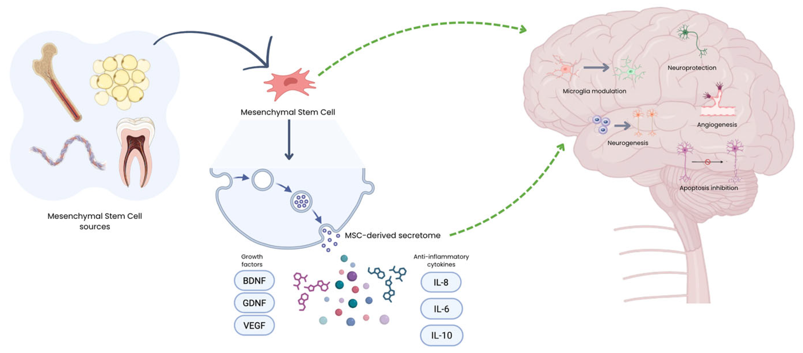 圖1:MSC來源及其在神經退行性疾病中的治療機制示意圖。給藥后,MSC主要通過釋放生物活性分泌組發揮作用,該分泌組由細胞外囊泡、生長因子和免疫調節細胞因子組成。 圖1:MSC來源及其在神經退行性疾病中的治療機制示意圖。給藥后,MSC主要通過釋放生物活性分泌組發揮作用,該分泌組由細胞外囊泡、生長因子和免疫調節細胞因子組成。
