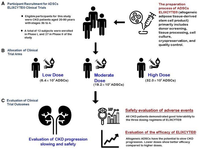 該圖文摘要總結(jié)了ELIXCYTE臨床試驗(yàn),重點(diǎn)介紹了慢性腎臟病(CKD)患者的招募、異體脂肪干細(xì)胞(ADSCs)低劑量、中劑量和高劑量組的分配以及療效評(píng)估。試驗(yàn)證實(shí)了良好的安全性,延緩了CKD的進(jìn)展,并在較低劑量下顯示出更佳的療效,凸顯了ELIXCYTE在CKD治療中的治療潛力。