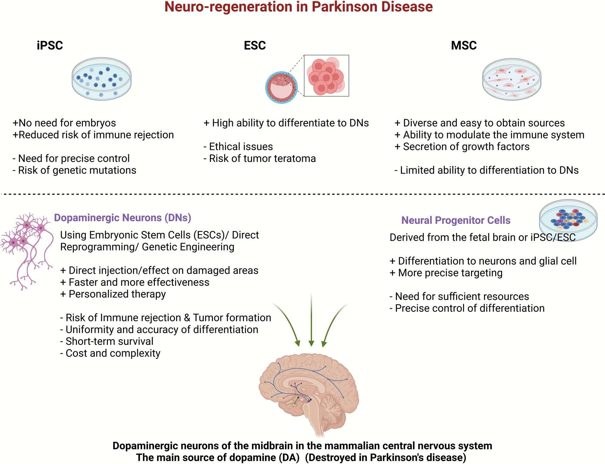 圖2:用于帕金森病細胞療法的不同干細胞來源及其優缺點 圖2:用于帕金森病細胞療法的不同干細胞來源及其優缺點