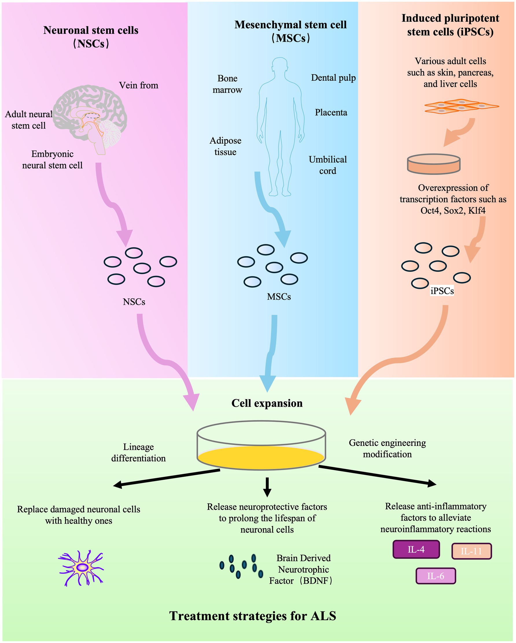圖2:干細(xì)胞療法治療ALS的示意圖。 圖2:干細(xì)胞療法治療ALS的示意圖。
