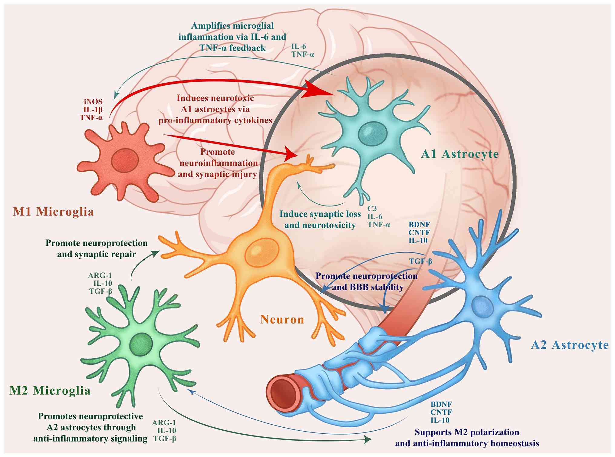 圖1：自閉癥譜系障礙患者大腦中小膠質細胞、星形膠質細胞和神經元之間的相互作用。M1型小膠質細胞和A1型星形膠質細胞釋放促炎細胞因子（例如TNF-α、IL-1β和IL-6），這些細胞因子會加劇神經炎癥并誘導突觸損傷。相反，M2型小膠質細胞和A2型星形膠質細胞分泌抗炎因子和神經營養因子（例如IL-10、TGF-β、BDNF和CNTF），從而促進突觸修復、血腦屏障穩定性和體內平衡。