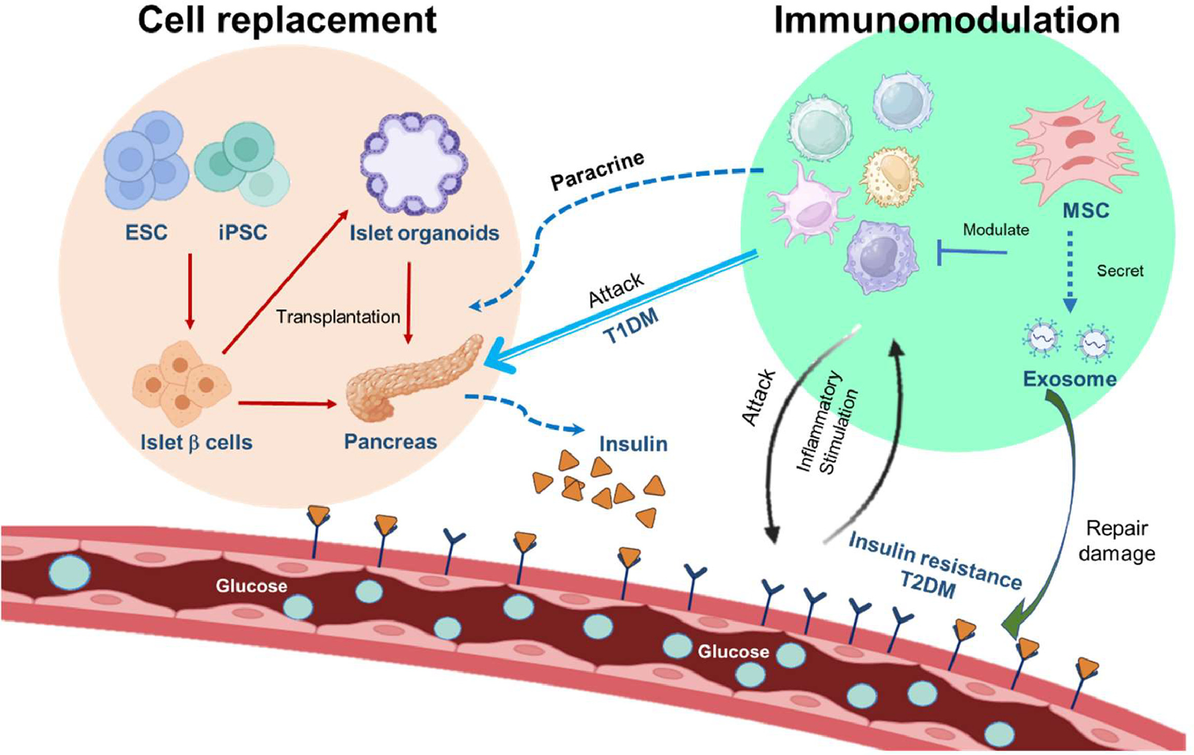 圖2.干細(xì)胞治療糖尿病的機(jī)制。 圖2.干細(xì)胞治療糖尿病的機(jī)制。