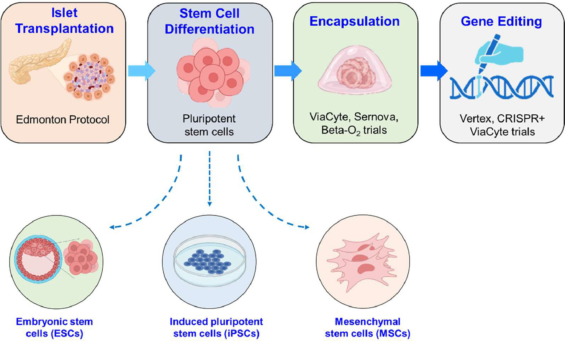 圖 1.基于干細(xì)胞的糖尿病療法的發(fā)展歷程。 圖 1.基于干細(xì)胞的糖尿病療法的發(fā)展歷程。