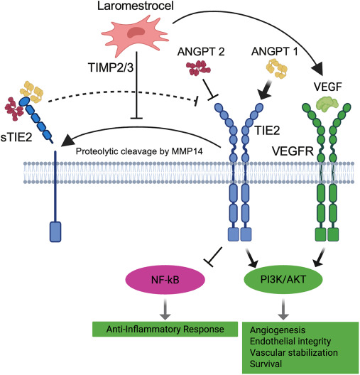 圖5:laromestrocel潛在的促血管生成和抗炎作用機制 圖5:laromestrocel潛在的促血管生成和抗炎作用機制