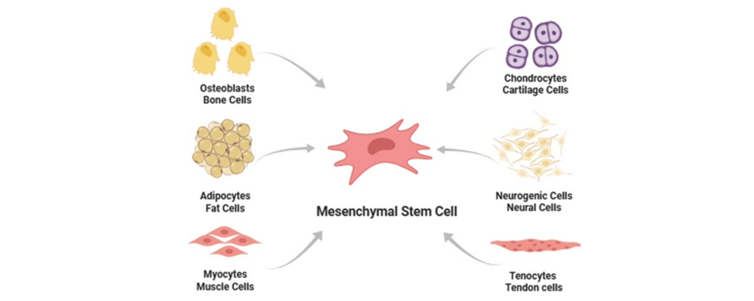 圖3：間充質干細胞分化