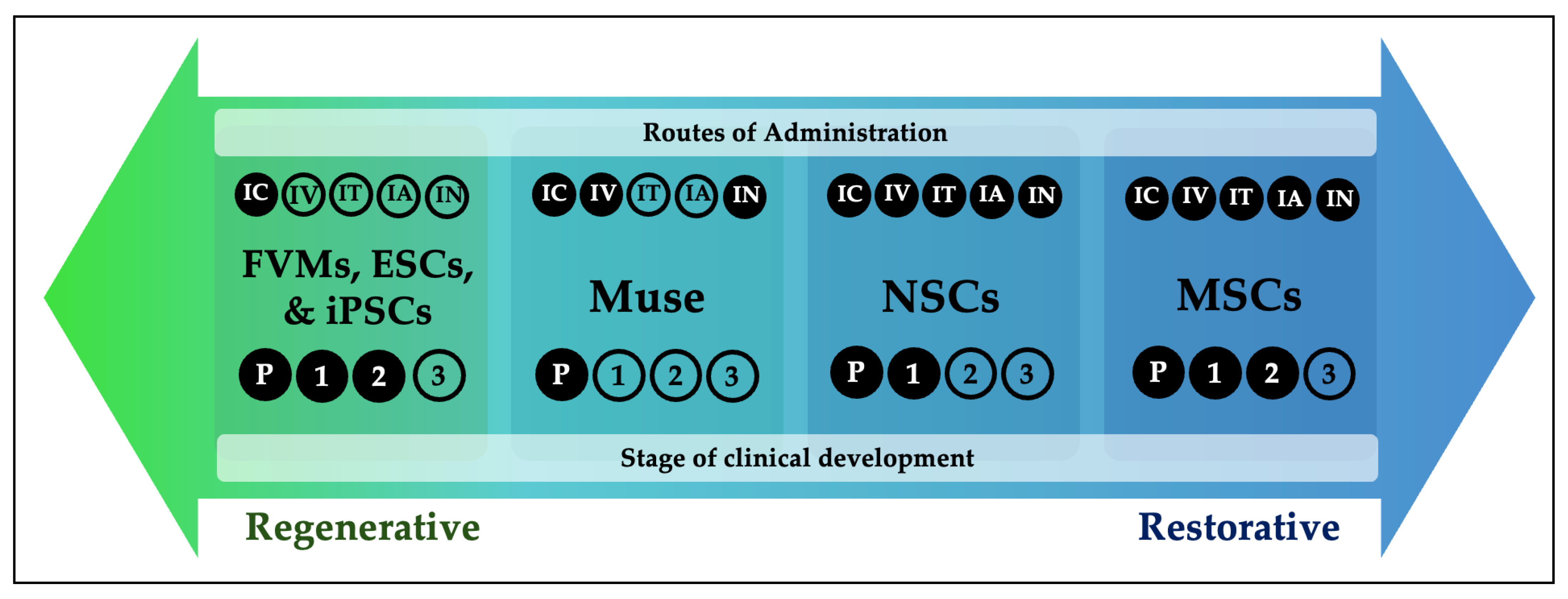 圖1：帕金森病干細胞療法的再生-修復概念連續(xù)體。帕金森病干細胞療法的概念可以理解為一個從以再生為主到以修復為主的連續(xù)體。圖中展示了每種細胞類型的給藥途徑和臨床開發(fā)階段。