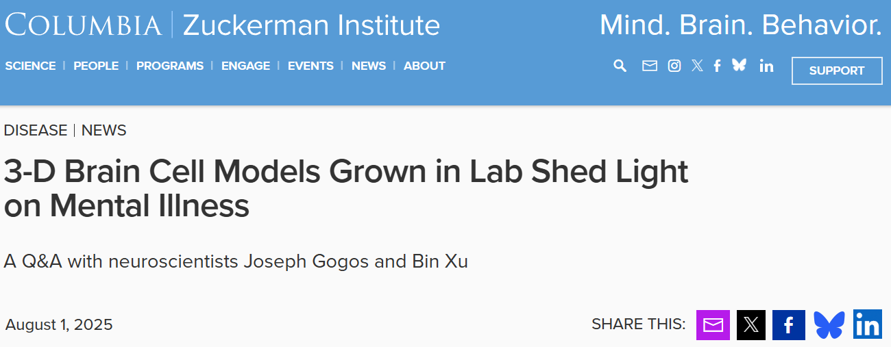 實(shí)驗(yàn)室培養(yǎng)的三維腦細(xì)胞模型揭示精神疾病的奧秘