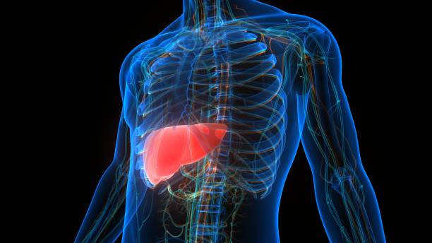 南方醫(yī)科大學(xué)最新綜述:間充質(zhì)干細(xì)胞修復(fù)肝臟的核心機(jī)制與臨床進(jìn)展 南方醫(yī)科大學(xué)最新綜述:間充質(zhì)干細(xì)胞修復(fù)肝臟的核心機(jī)制與臨床進(jìn)展