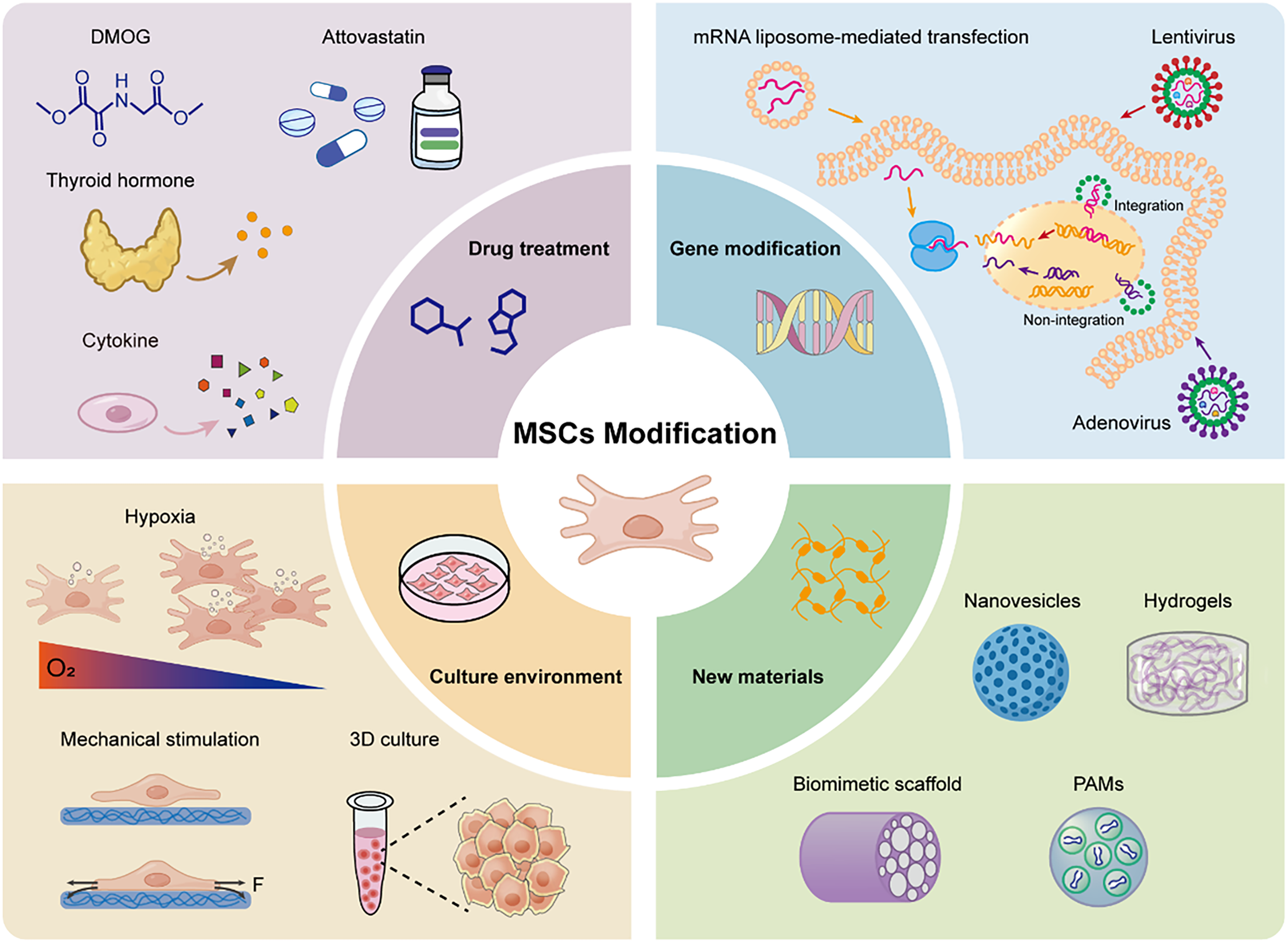 圖2：間充質干細胞的改造。該示意圖系統地展示了四種主要的間充質干細胞（MSC）工程方法，以提高其再生潛能。