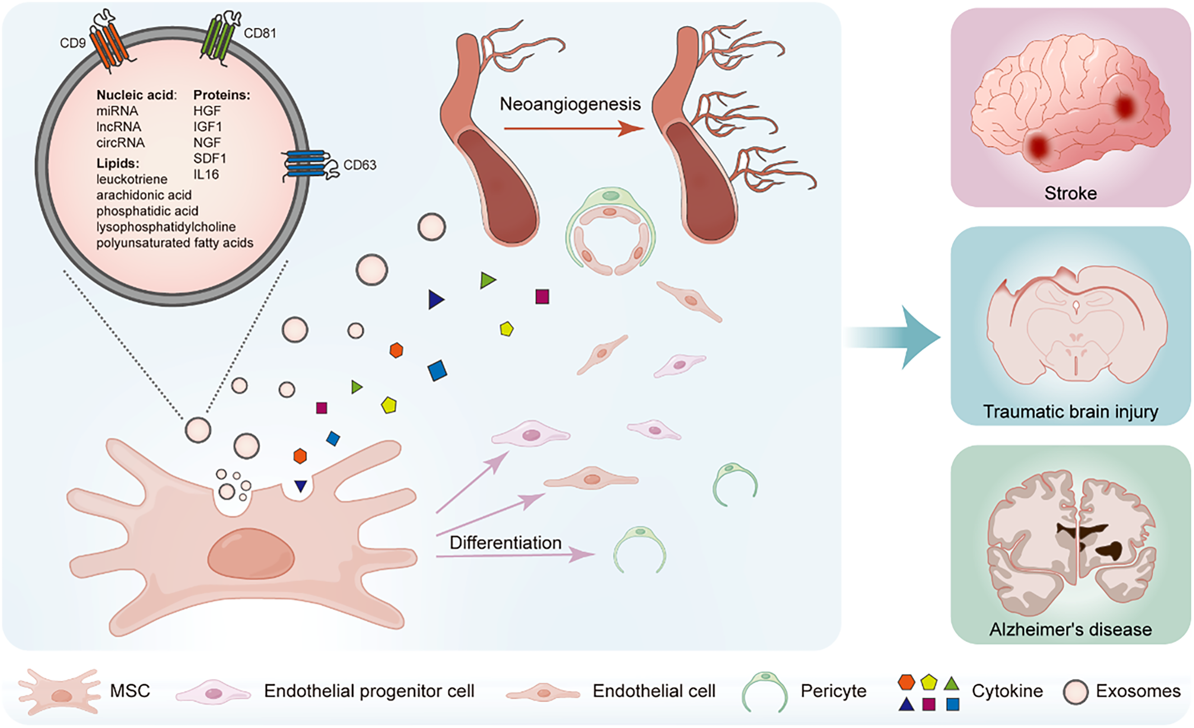 圖1：間充質干細胞（MSCs）促進血管生成的機制。MSCs分泌含有蛋白質、核酸（例如miRNA、lncRNA、circRNA）和脂質的外泌體。這些外泌體成分通過促進內皮祖細胞分化為內皮細胞和周細胞來促進血管生成，從而有助于血管再生，這可能與神經系統疾病相關。