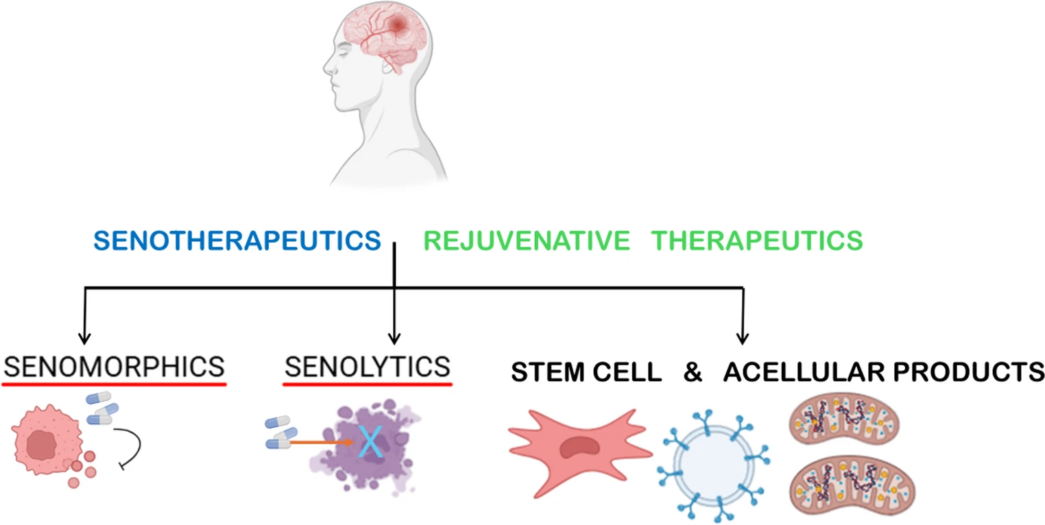 圖3：以干細胞療法為代表的神經(jīng)衰老治療策略正成為一種新興的干預手段。圖3展示了旨在靶向大腦衰老和神經(jīng)退行性疾病中細胞衰老的主要神經(jīng)衰老治療策略。
