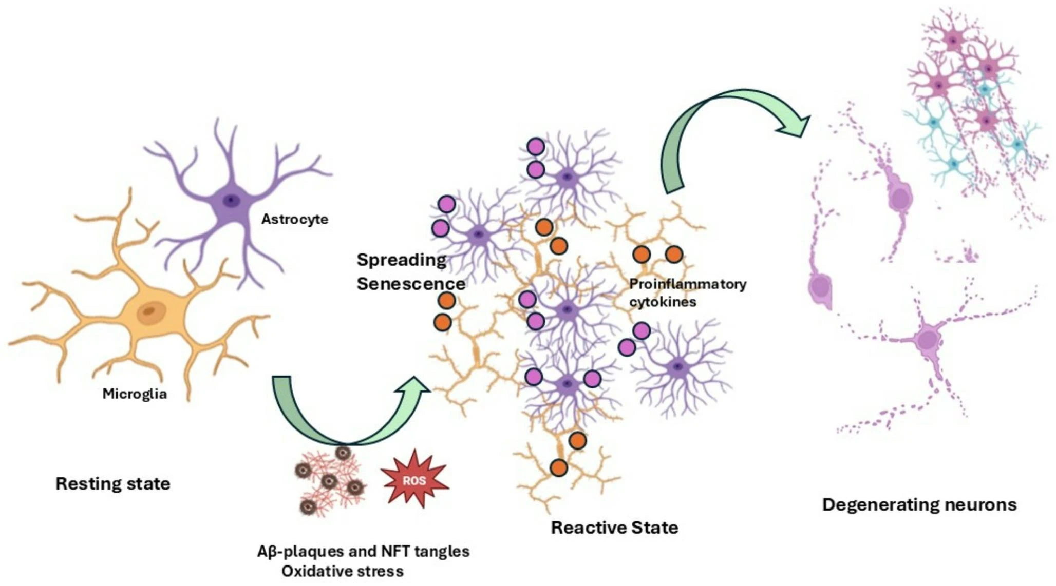 圖2：膠質(zhì)細胞衰老引發(fā)的神經(jīng)炎癥與神經(jīng)元退化。示意圖顯示，在生理條件下，星形膠質(zhì)細胞和小膠質(zhì)細胞通過保持靜息狀態(tài)來協(xié)助神經(jīng)元存活并維持大腦穩(wěn)態(tài)。
