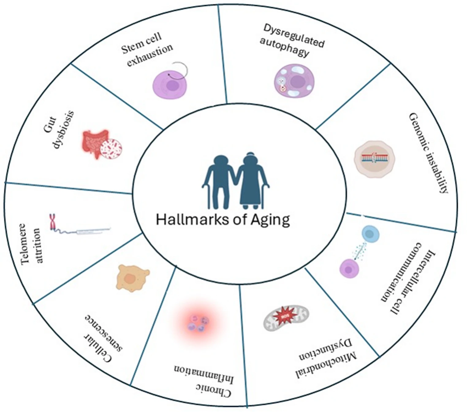 圖1：衰老的標志。該示意圖以圓形布局圖展示了衰老的標志，強調(diào)了它們之間的相互關(guān)聯(lián)和累積性。這些標志包括基因組不穩(wěn)定、線粒體功能障礙、慢性炎癥、細胞衰老、端粒縮短、干細胞耗竭、腸道菌群失調(diào)、自噬失調(diào)以及細胞間通訊改變，從而描繪了一個多因素且相互關(guān)聯(lián)的過程：細胞穩(wěn)態(tài)的破壞逐漸導致組織功能障礙和機體衰老。