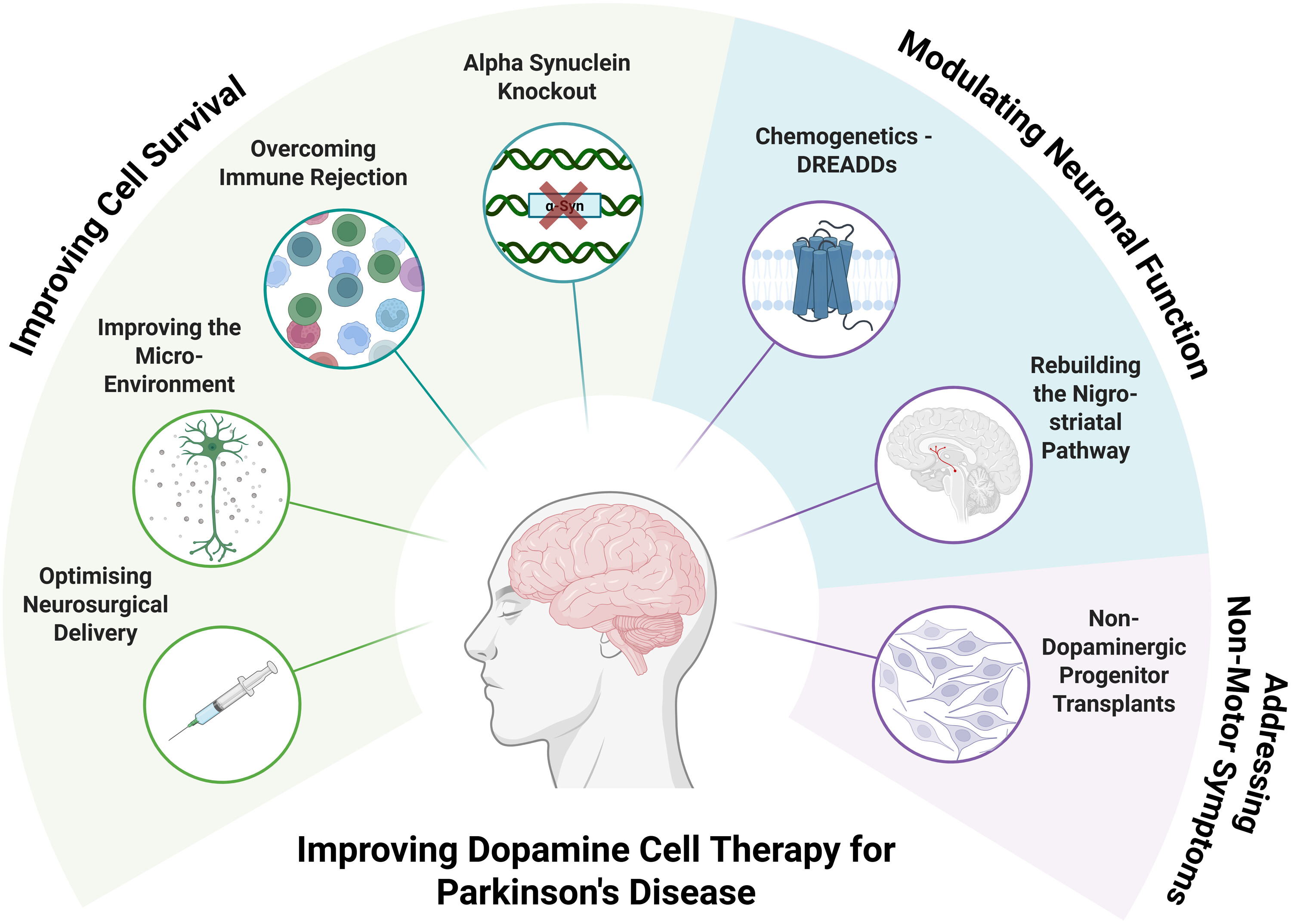 圖1：改進干細胞衍生多巴胺細胞療法治療帕金森病。